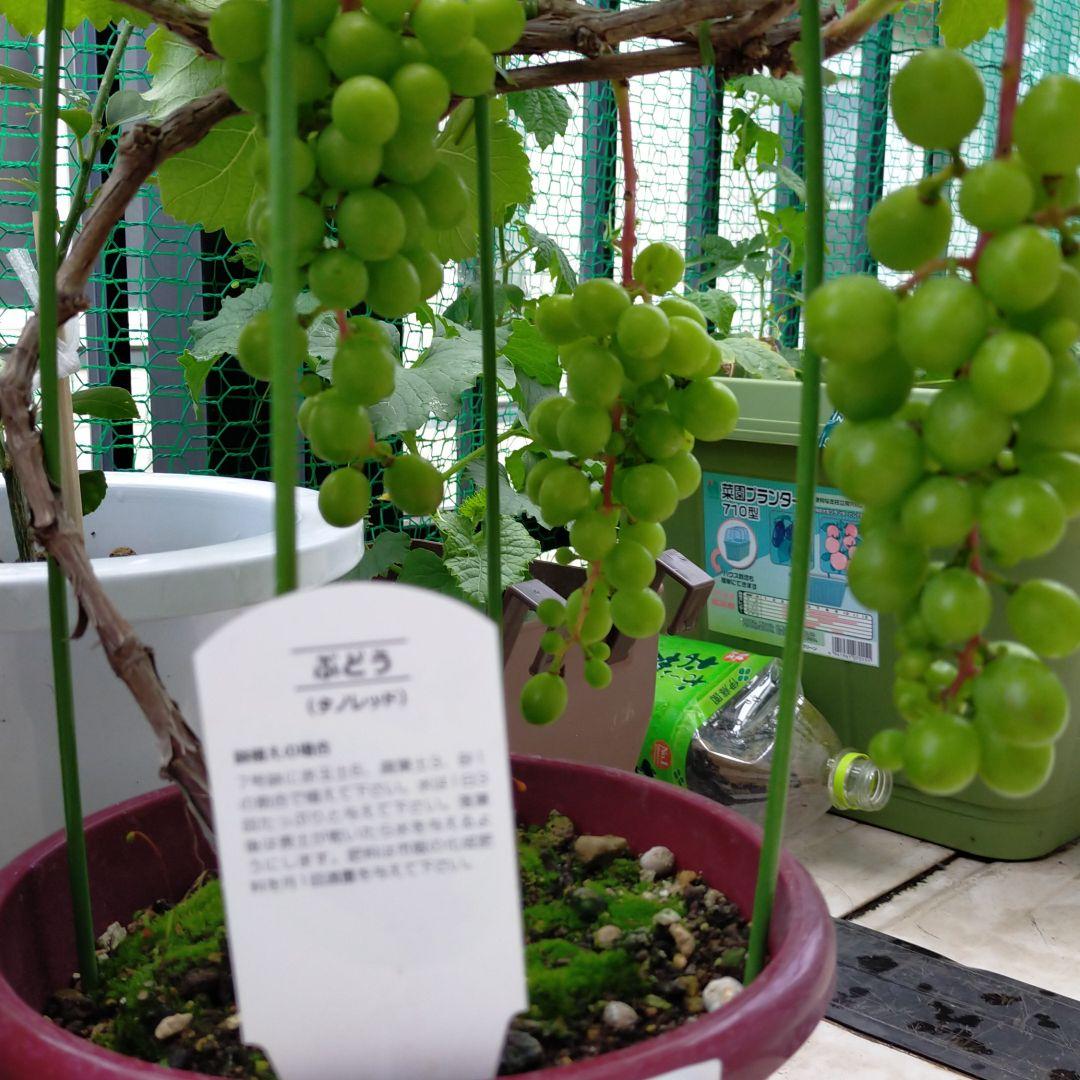 葡萄 タノレッド まぼろしの赤実ぶどう希少 クリアランス