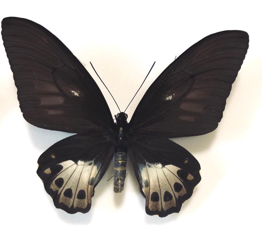 発色良！ パルナシウス ノミオン コイワヤイ 蝶 標本
