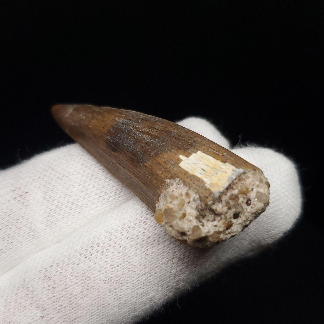 希少 スコミムス 化石 本物 二ジェール産 45.21mm fr145