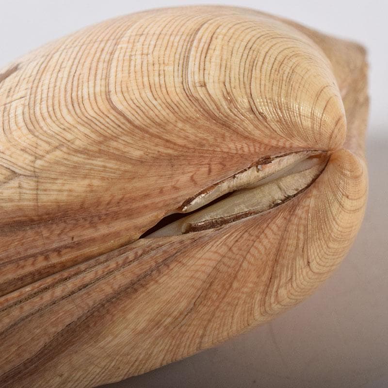 茶道具　金蒔絵　裏千家　十四代　淡々斎花押　あさり香合　時代箱　V　R8470