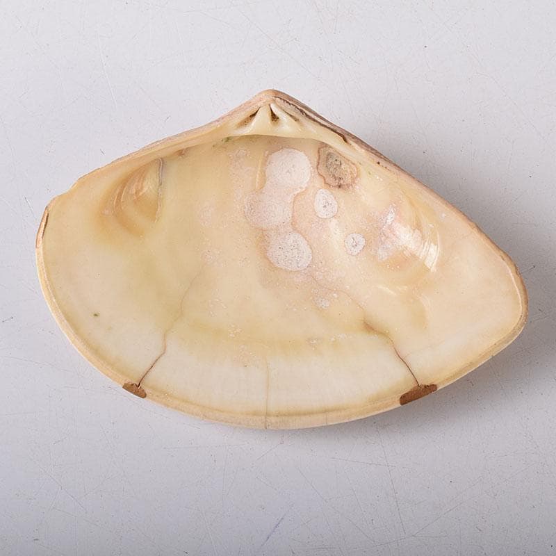 茶道具　金蒔絵　裏千家　十四代　淡々斎花押　あさり香合　時代箱　V　R8470