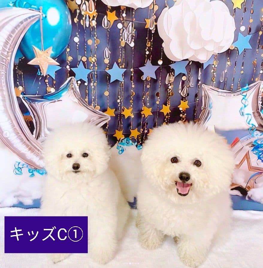 背景布【 ティファニーブルー 】ペット撮影用 キラキラ、ストーン