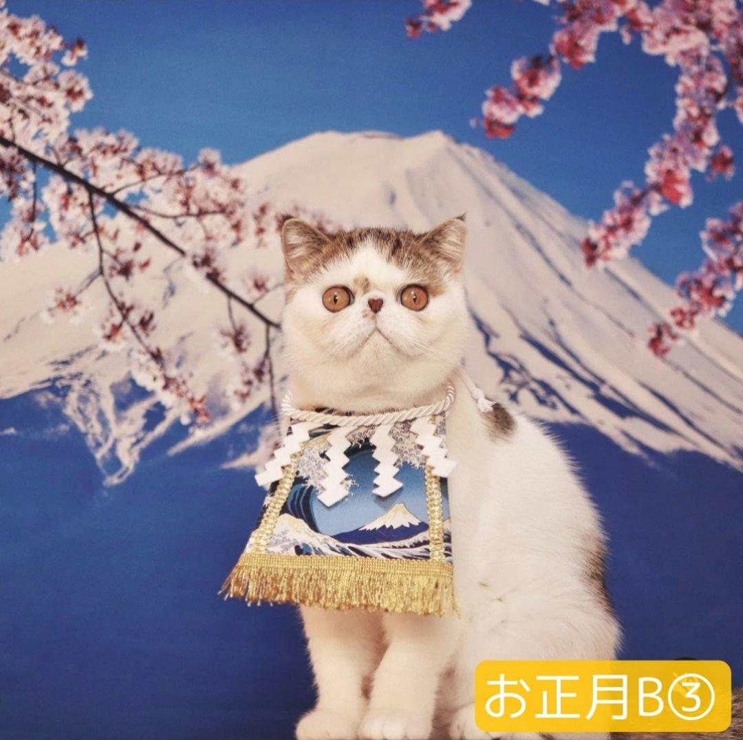 背景布【 ティファニーブルー 】ペット撮影用 キラキラ、ストーン