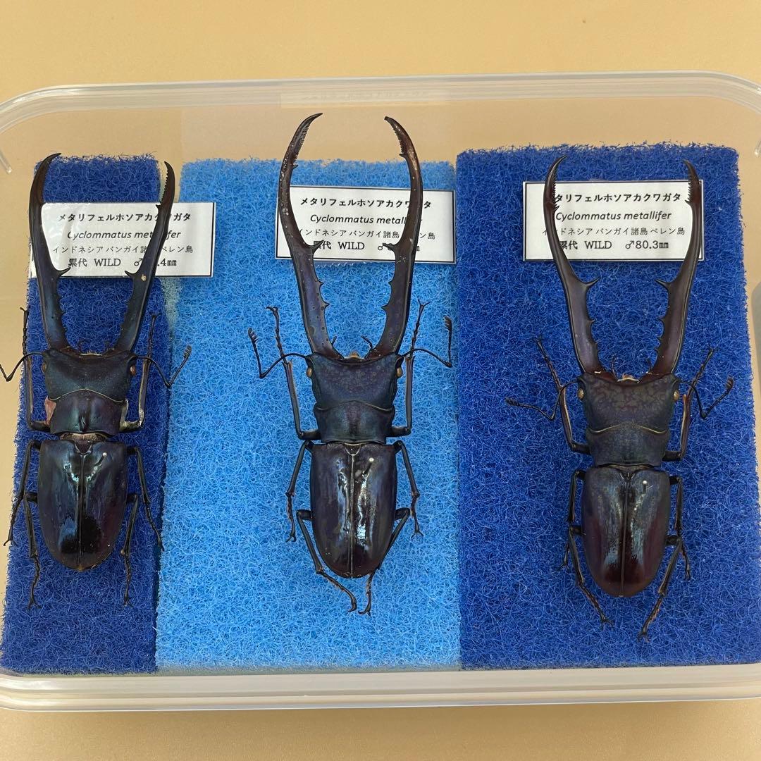 アグリアス・ペリクレス（1オス、ブラジル産）