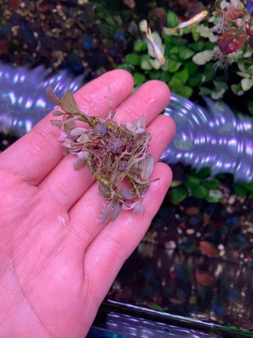 Bucephalandra sp. Pink Variegata - 水草公式 ストア Bucephalandra