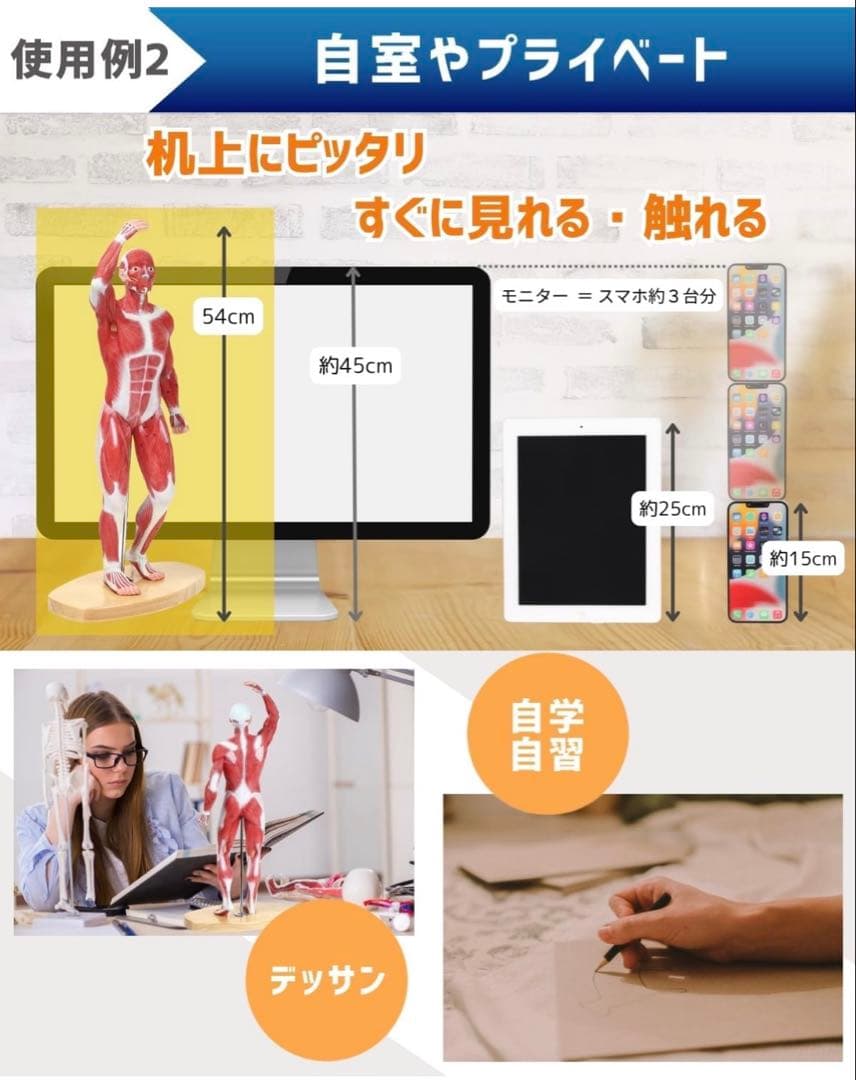 KIYOMARU 54cmのリアルな筋肉人体模型 約1/4サイズ