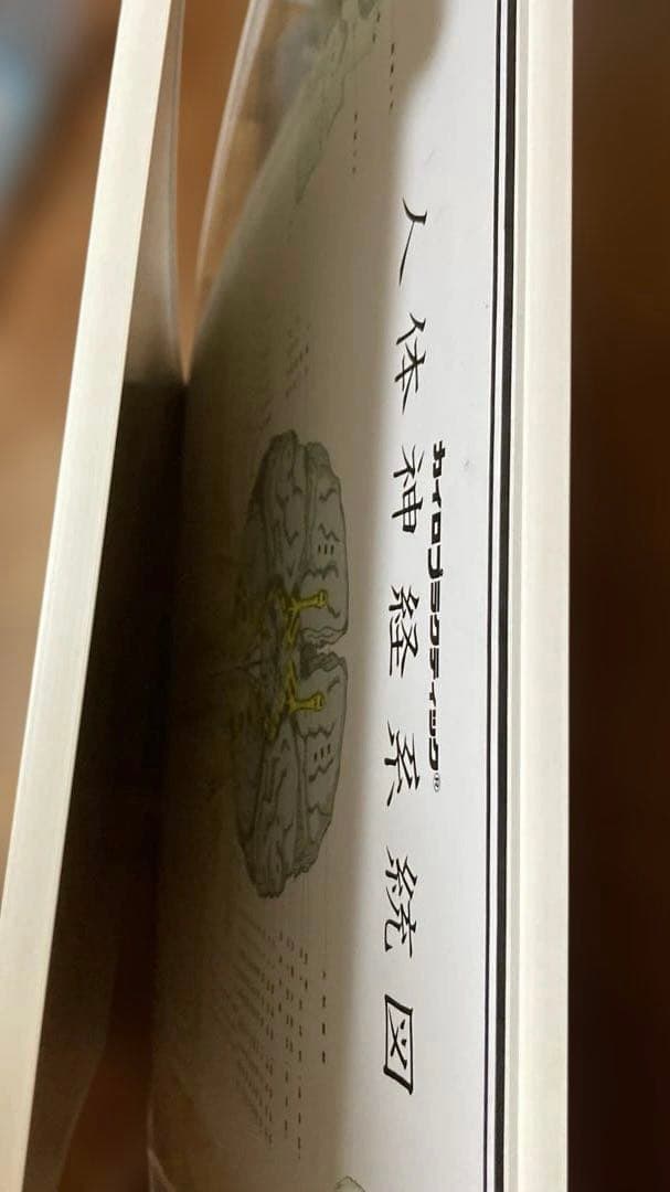 カイロプラクティック 人体神経系統図パネル 自律神経系統図パネル2枚