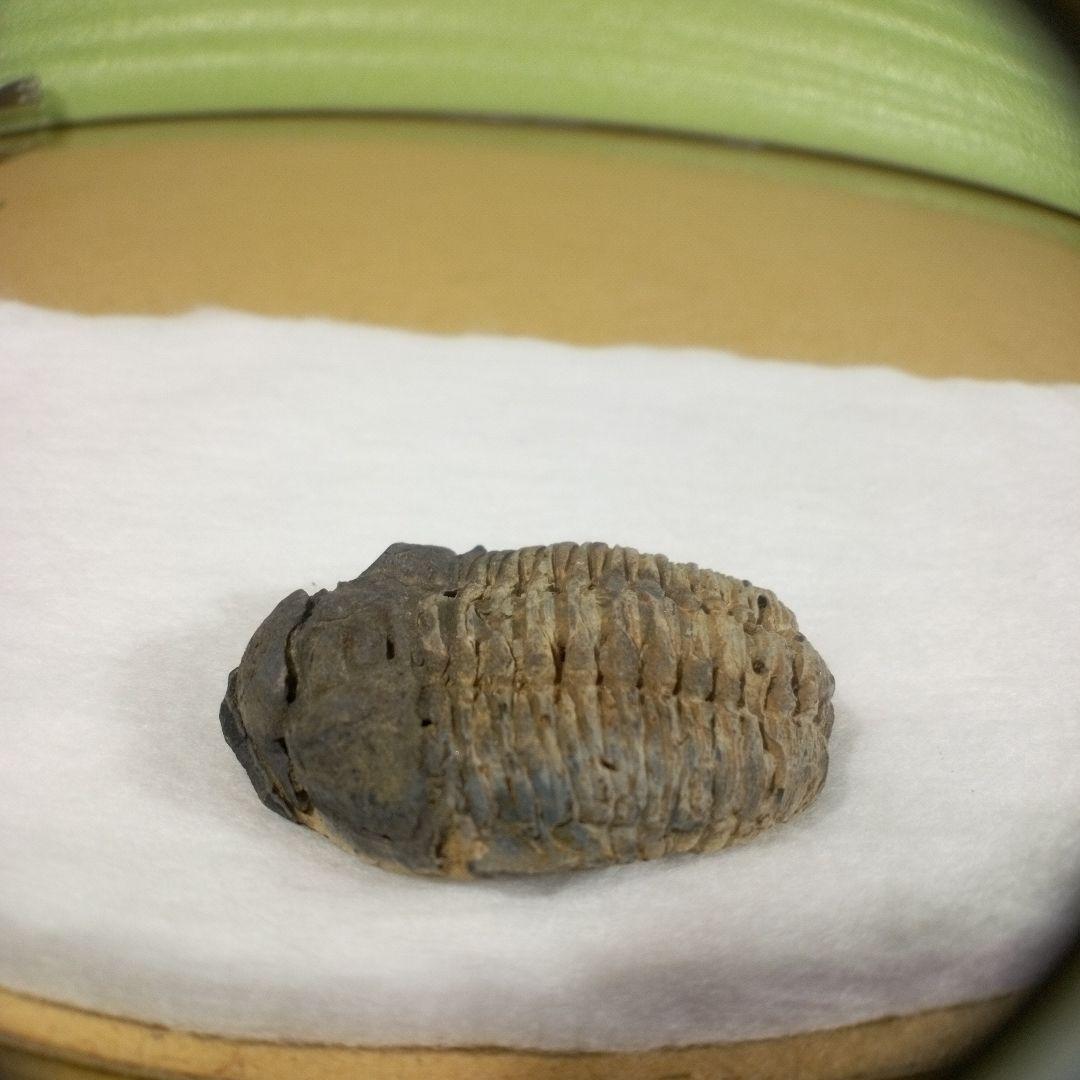 三葉虫の化石 美麗 キルトメトプス 本物保証 三葉虫の化石 美麗