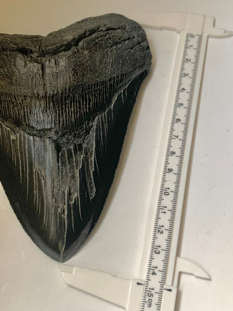 最大級 メガロドン 化石 サメの歯 463g 隕石 恐竜 爪 牙 三葉虫 骨