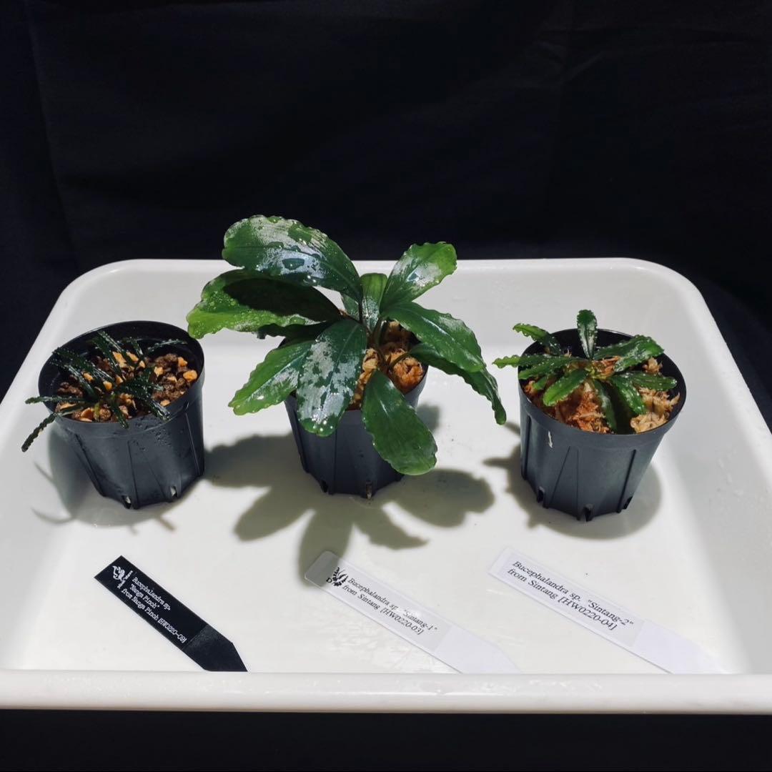 【HW便】ブセファランドラ セット⑤ 堂々入荷】希少なﾌﾞｾﾌｧﾗﾝﾄﾞﾗが入荷致しました！ | ヤドク＆パルダリウ部