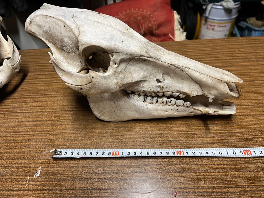 ニホンイノシシの頭蓋骨 下顎付き 約30cm イノシシの頭蓋骨 骨格標本