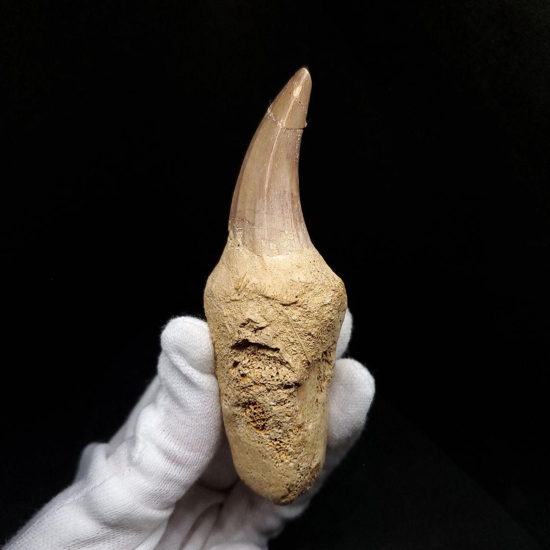 歯根付き モササウルス 化石 歯 本物 モロッコ産 93.99mm mos133