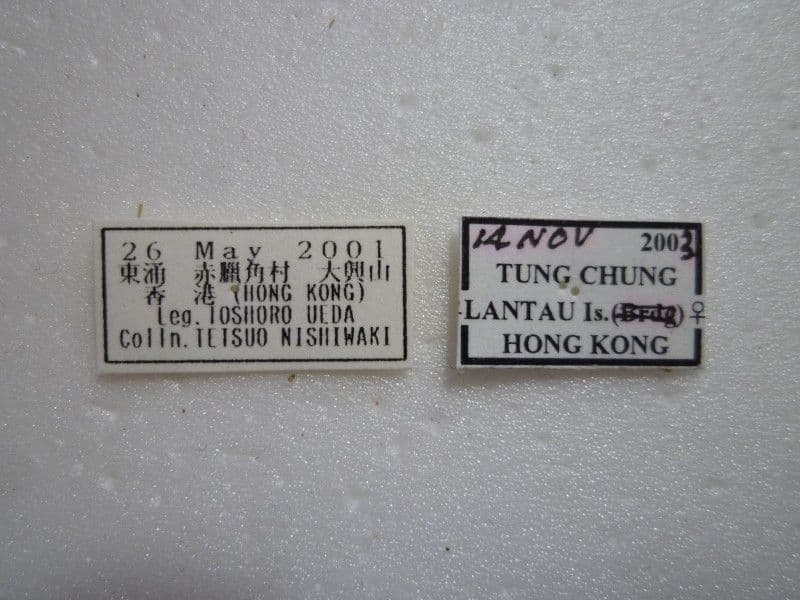 ルリボシタテハモドキ♀♂/J.hierta/香港産/♀54mm♂52.4mm