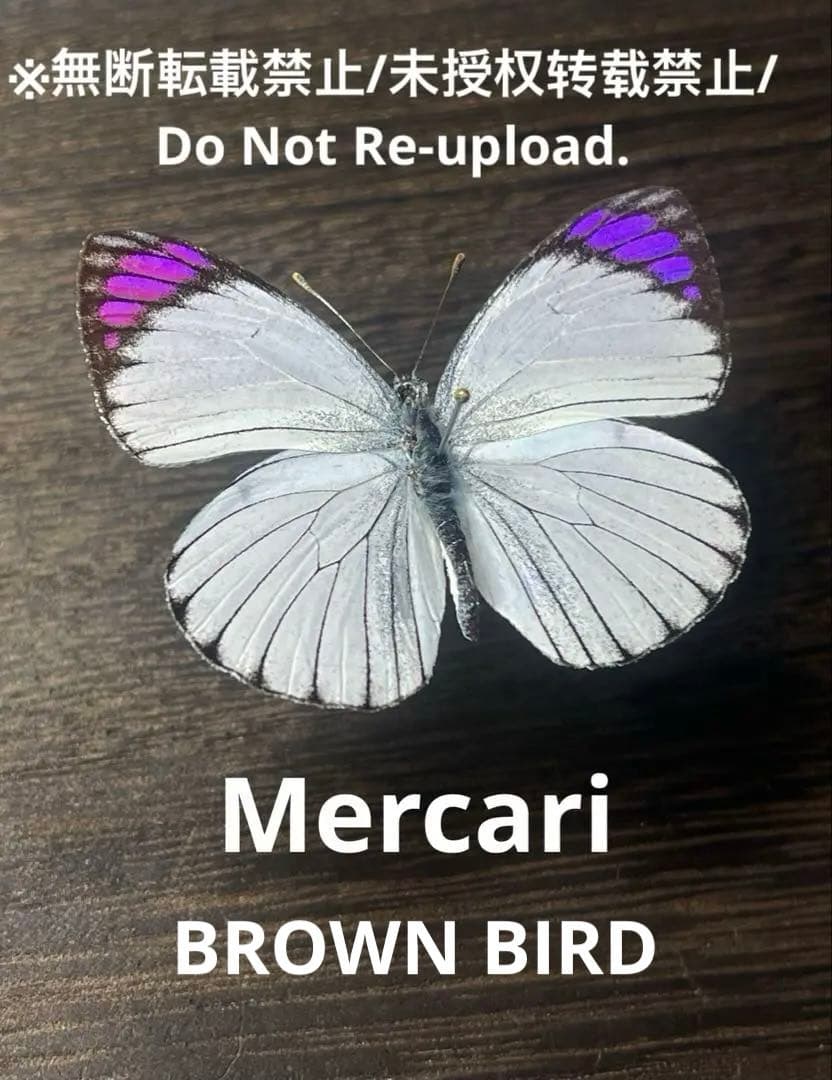 珍品1ペア】パルナシウス/P.Phoebus golobinus（アラスカ産）