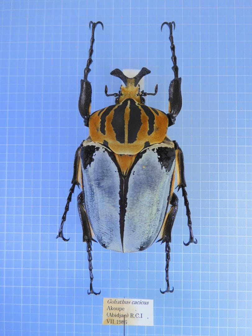 ミツクリエナガチョウチンアンコウ液浸標本