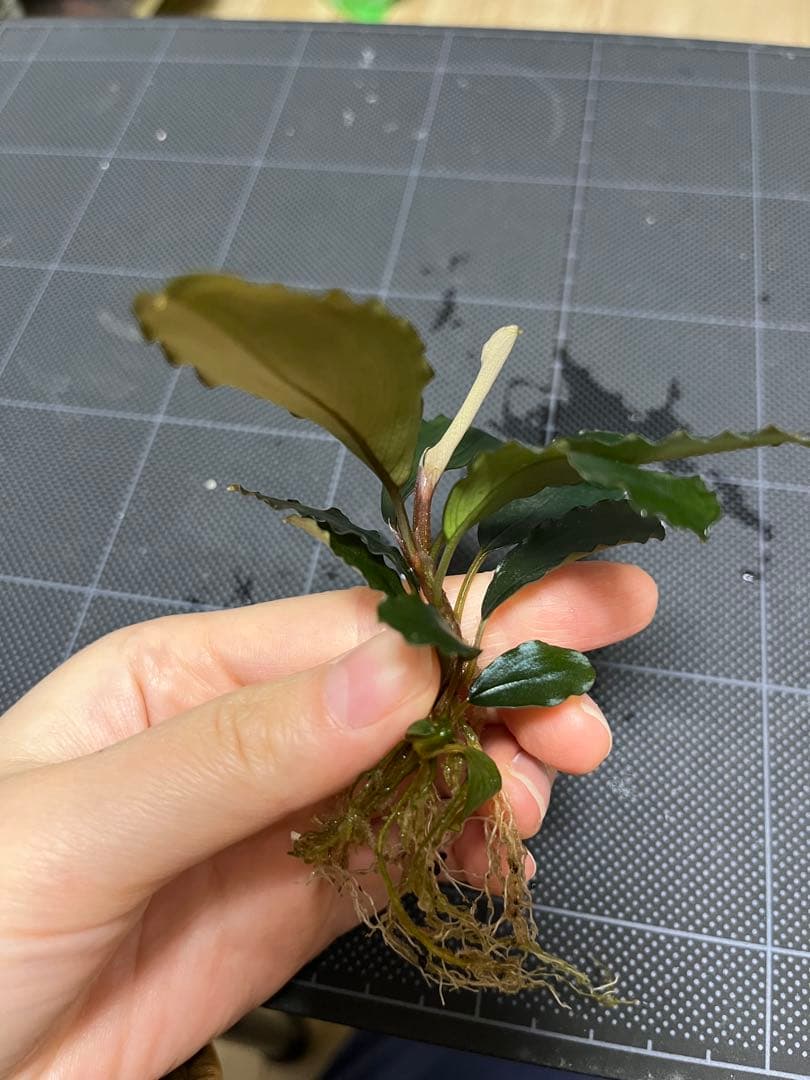 タグ付きBucephalandra sp. 