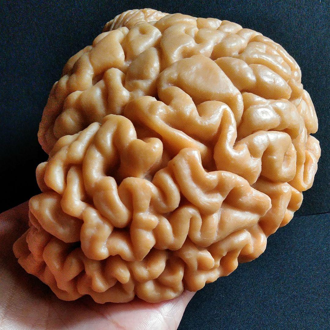 脳 Brain 精密モデル 模型 約14cm 右脳