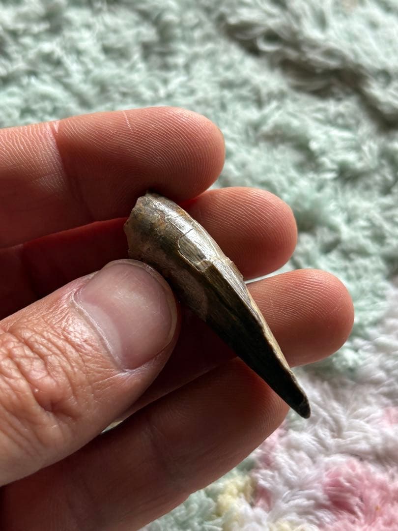 4.5cm スコミムス　歯　化石