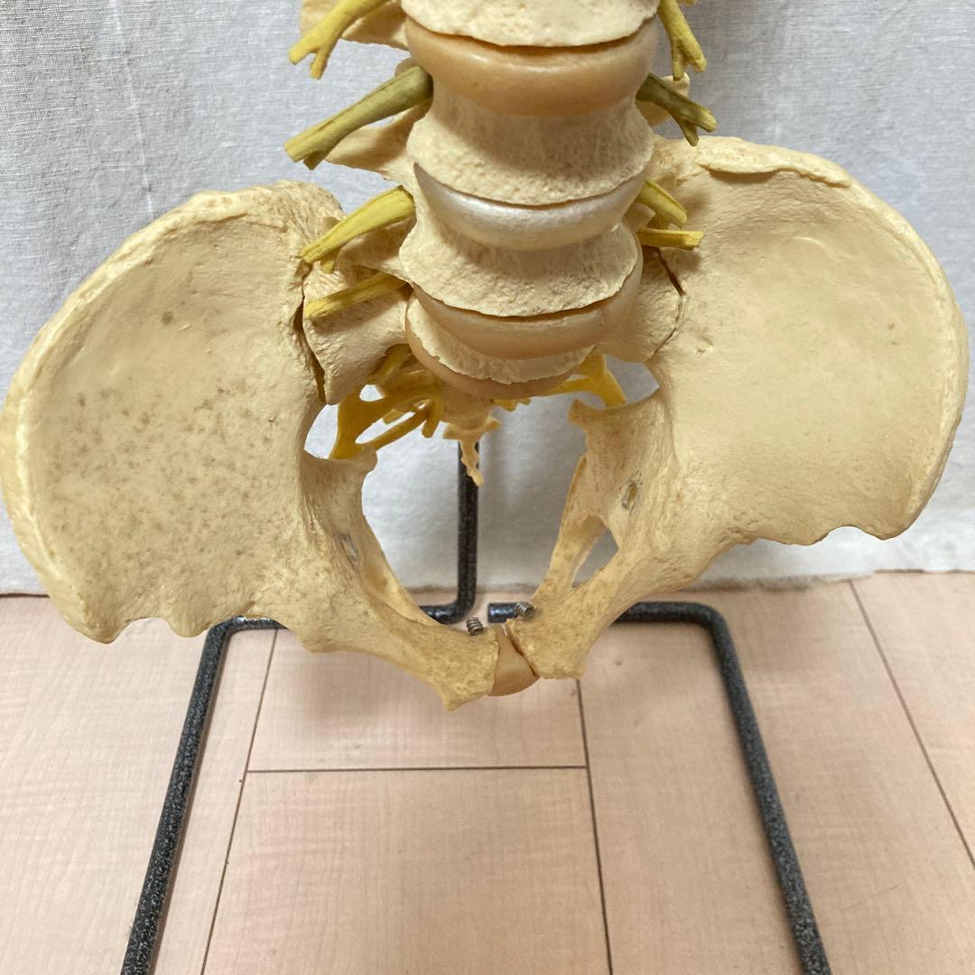 TomoP様 脊柱骨格模型 人体 接骨院カイロプラクティック スタンド付き