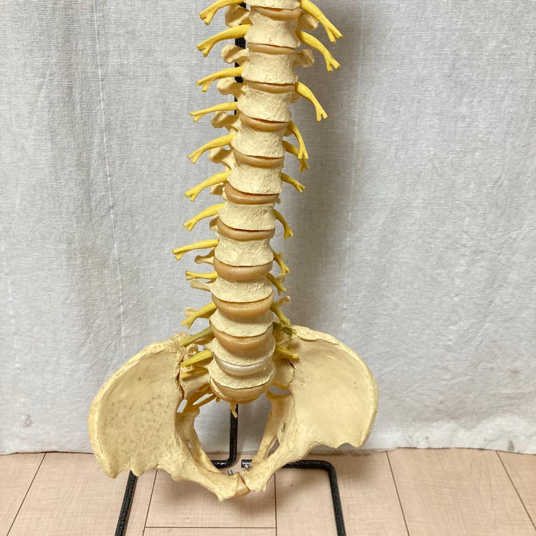 TomoP様 脊柱骨格模型 人体 接骨院カイロプラクティック スタンド付き
