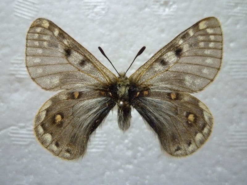 外国産蝶標本】アッコウスバ♀♂/雲南省.白馬雪山産/♀53mm♂54mm