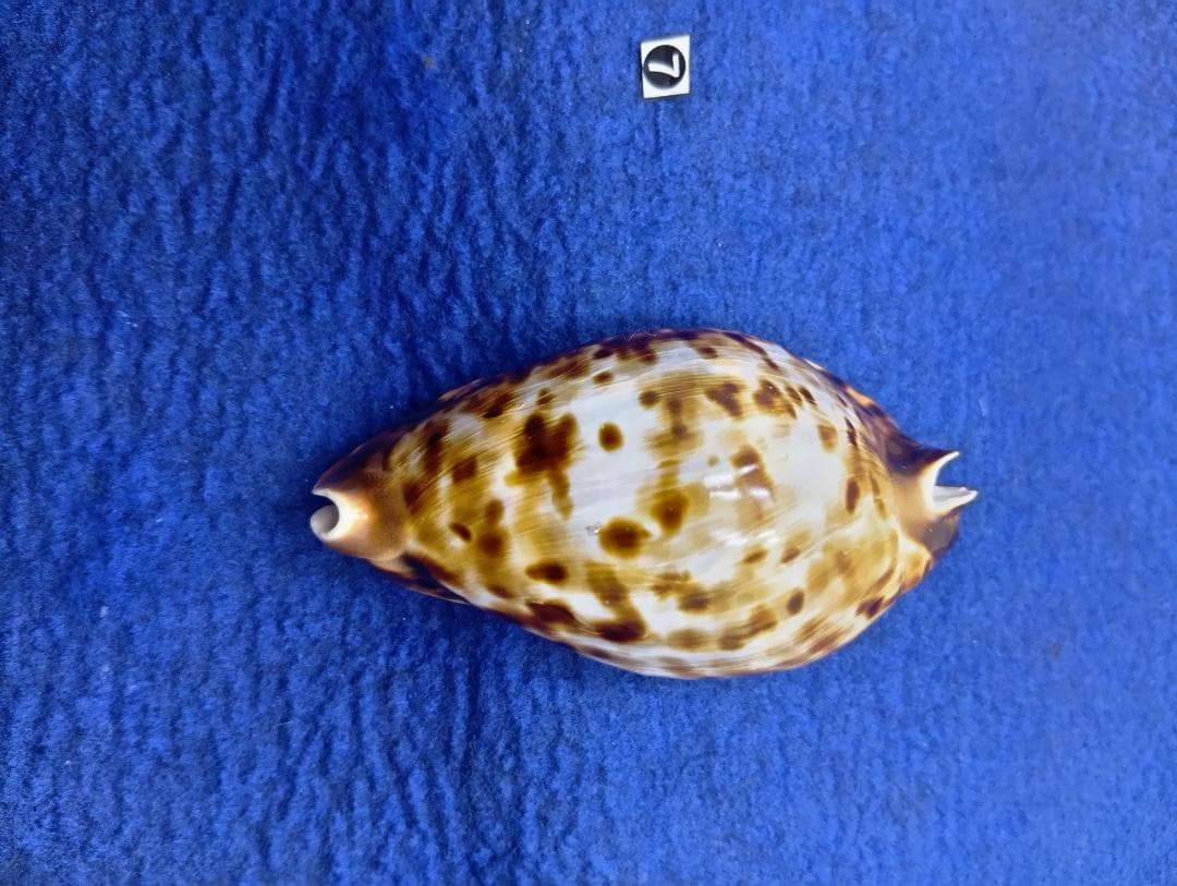 ⑦-1貝標本クロガネダカラ