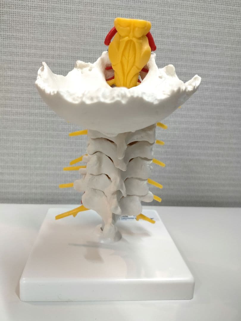 頚椎模型 頚椎モデル 3B Scientific