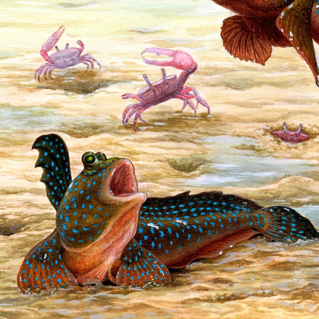 【絵画】ネイチャーアート　「ムツゴロウ」原画