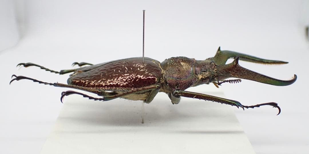 標本 ギガンテウスシワバネクワガタ 73㎜ - メルカリ