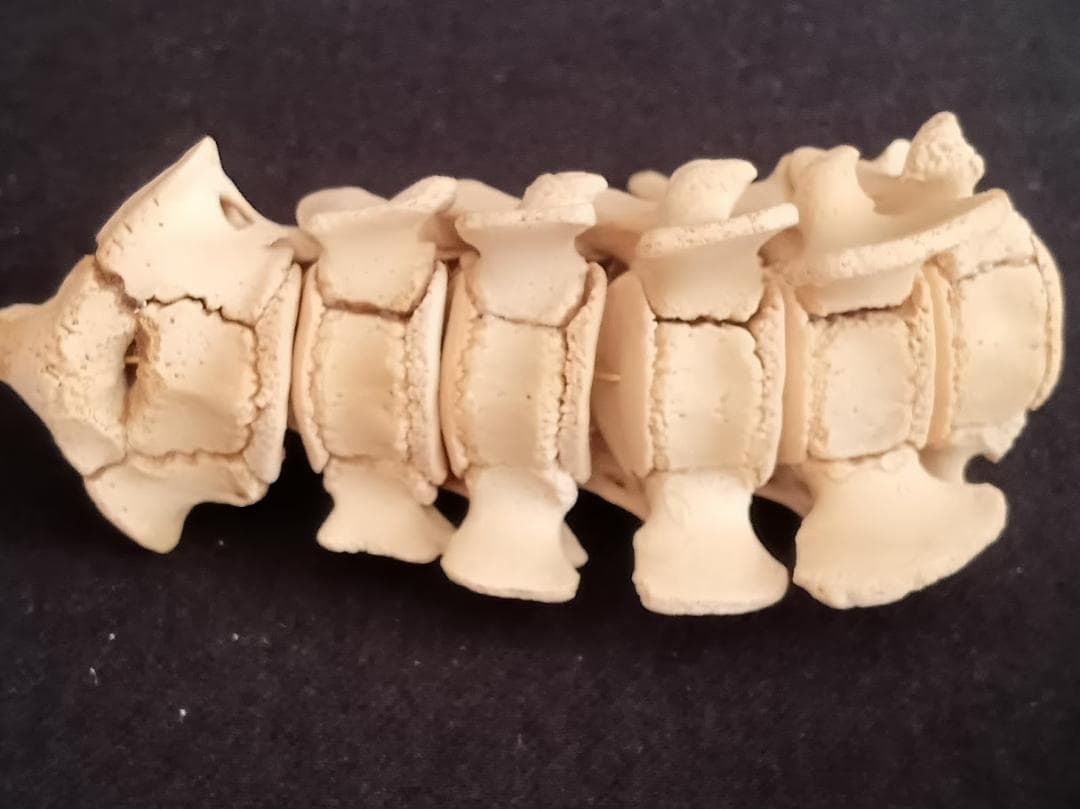 お買い得】種名イノシシ ♂ 25Kg 頭骨～尾椎 骨格標本 - メルカリ