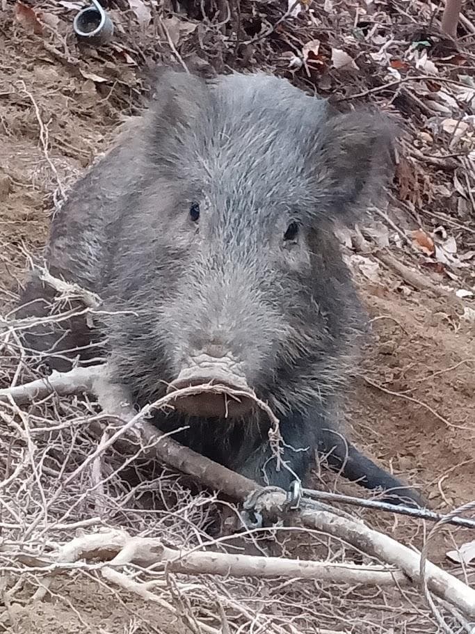 お買い得】種名イノシシ ♂ 25Kg 頭骨～尾椎 骨格標本 - メルカリ