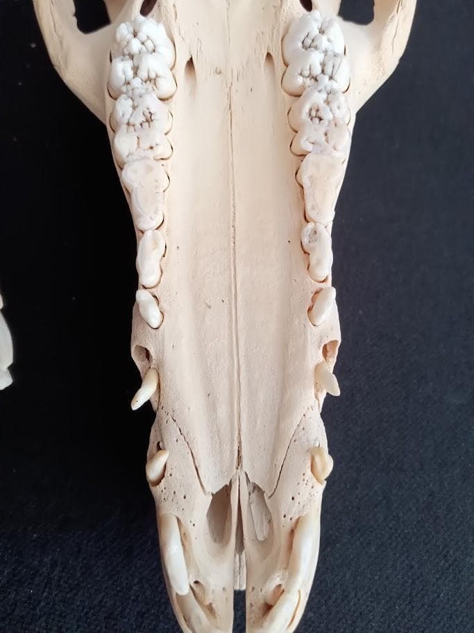 お買い得】種名イノシシ ♂ 25Kg 頭骨～尾椎 骨格標本 - メルカリ