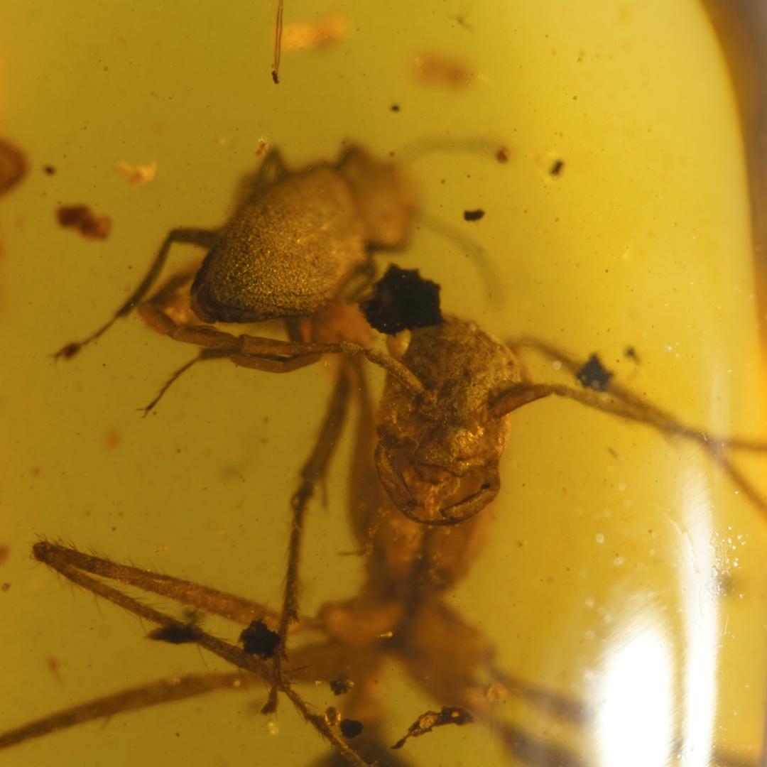 レア極上品TT0010虫入り琥珀化石ミャンマーカムティかタナイ産 9900万