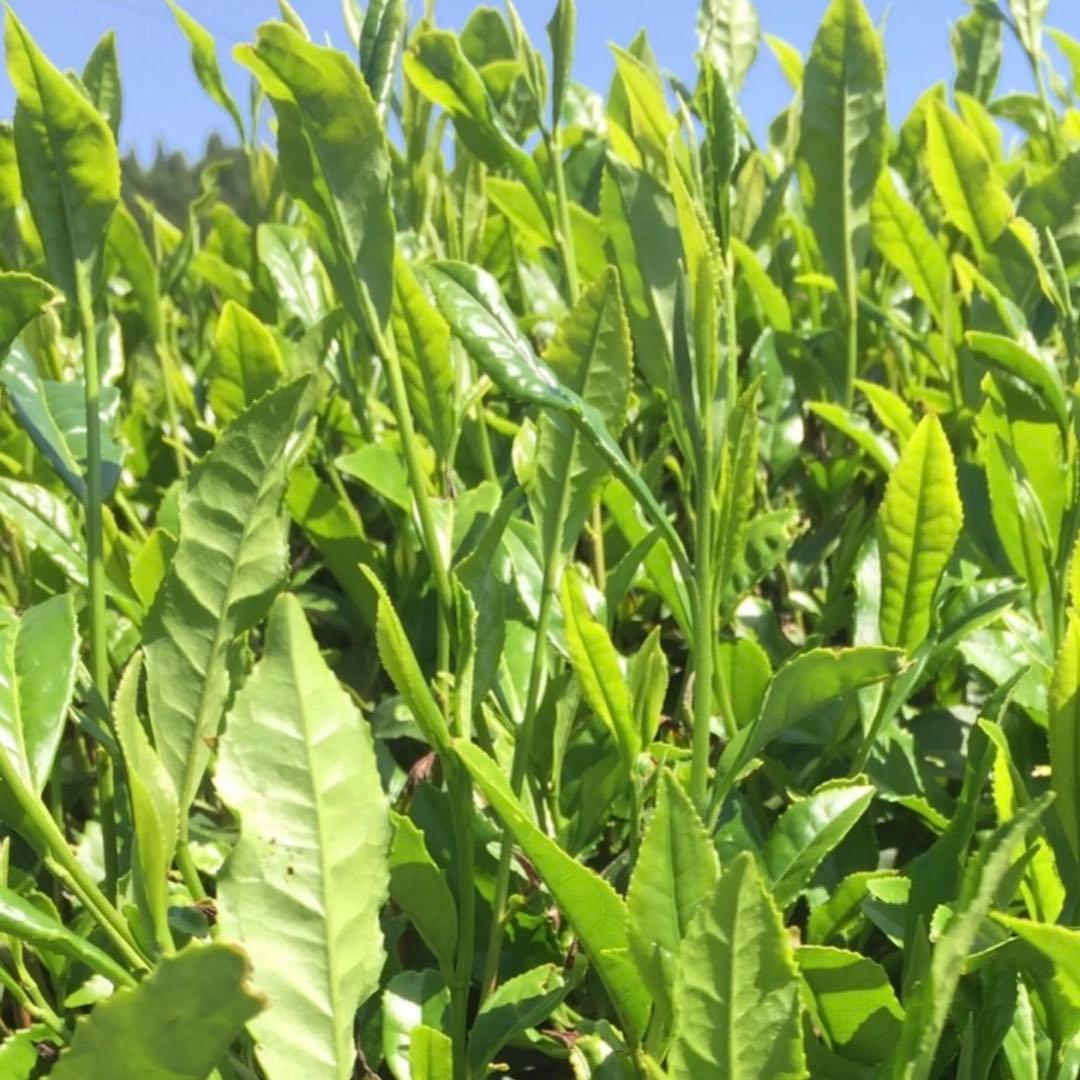 八女茶，緑茶(特上煎茶)10袋 ライラ様専用(午前中着)