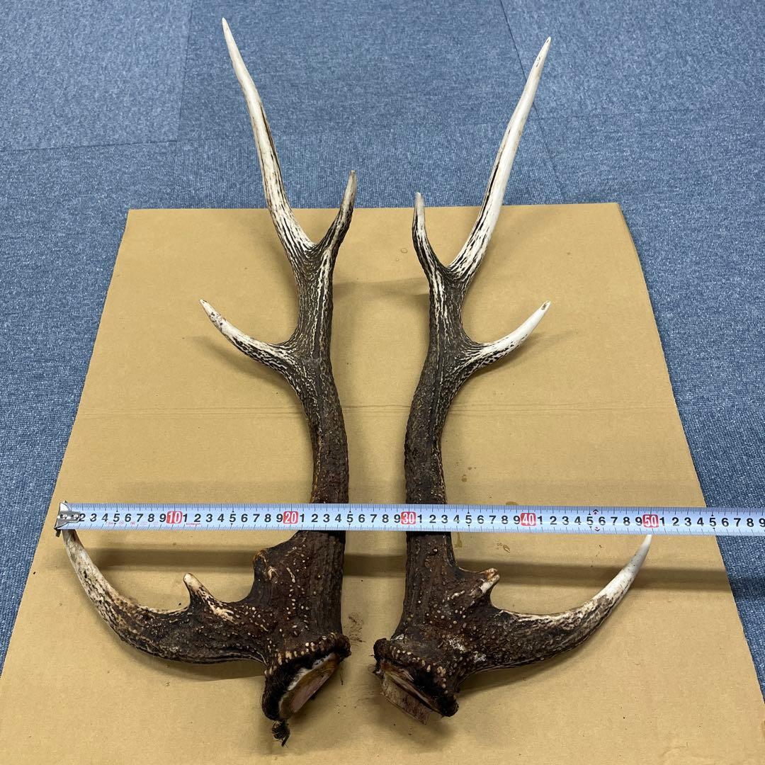 ス*ギ様 エゾシカ ツノ 対2本セット