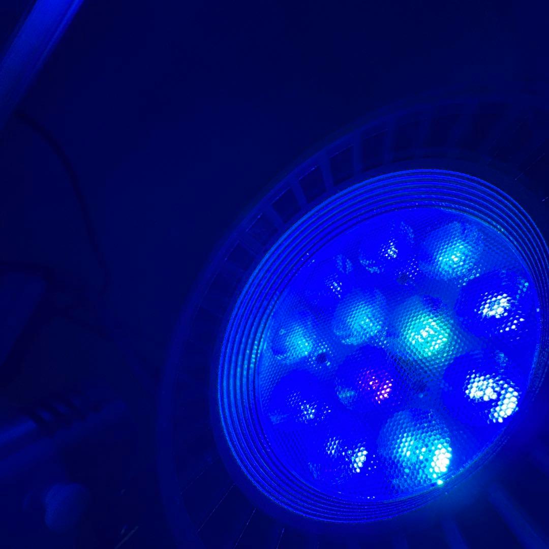 Grassy LeDioRX122c.DP 交換球