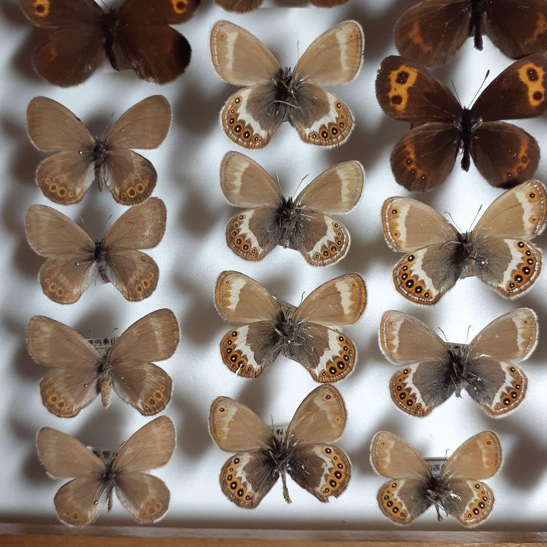 蝶標本ベニヒカゲ、クモマベニヒカゲ、シロオビヒメヒカゲ中型ドイツ