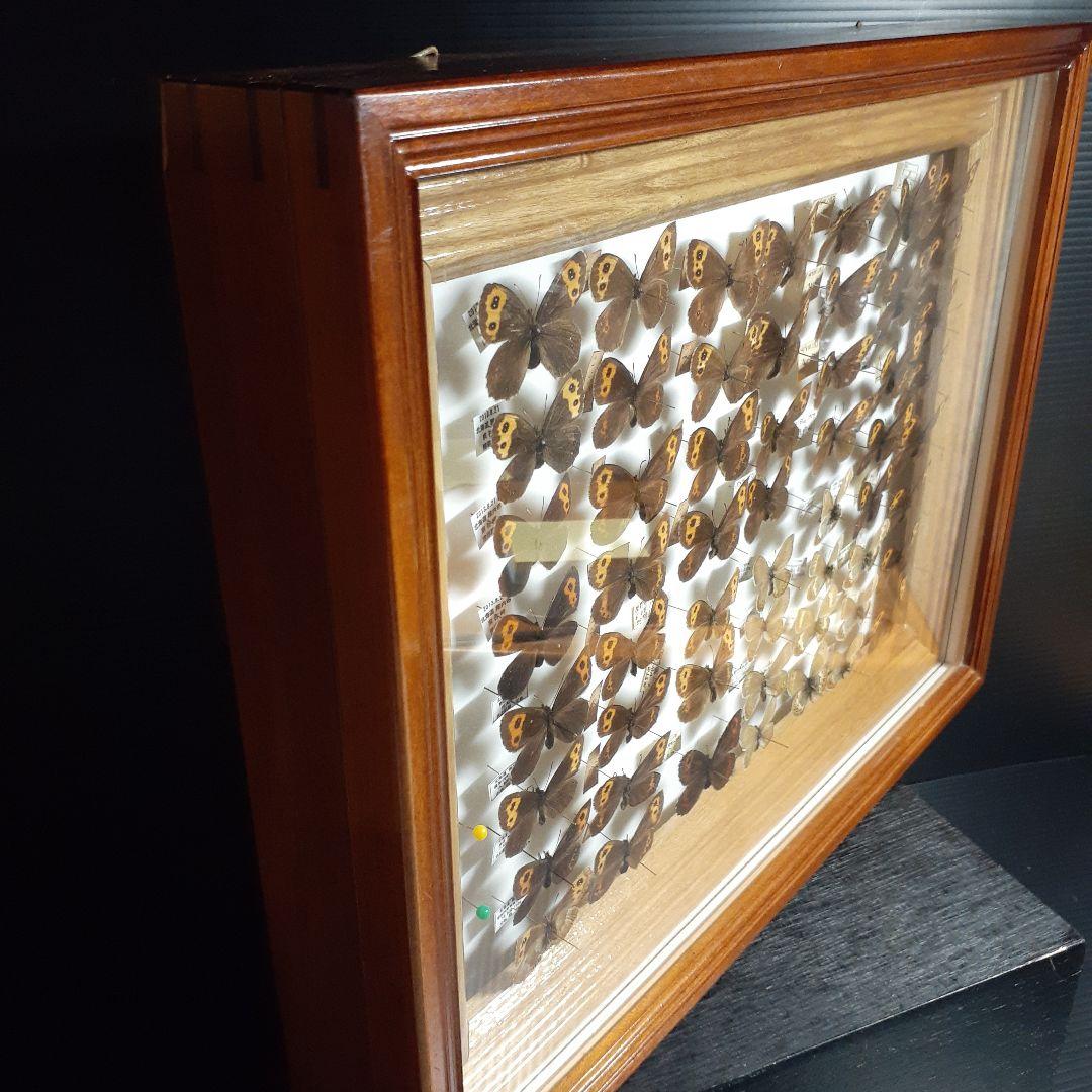 蝶標本ベニヒカゲ、クモマベニヒカゲ、シロオビヒメヒカゲ中型ドイツ