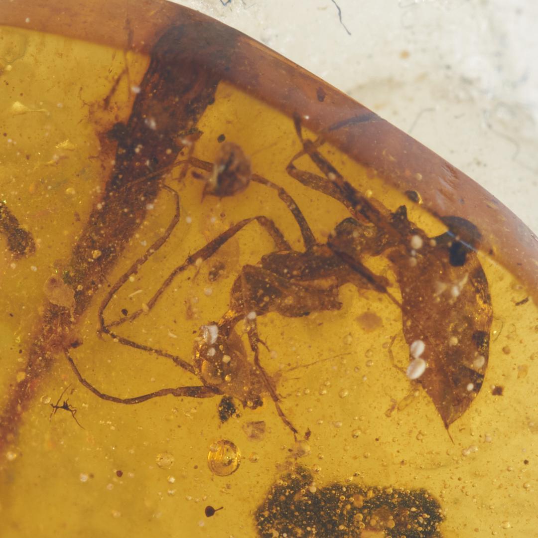 レア極上品 PA0039虫入り琥珀化石 ミャンマーカムティかタナイ9900万年