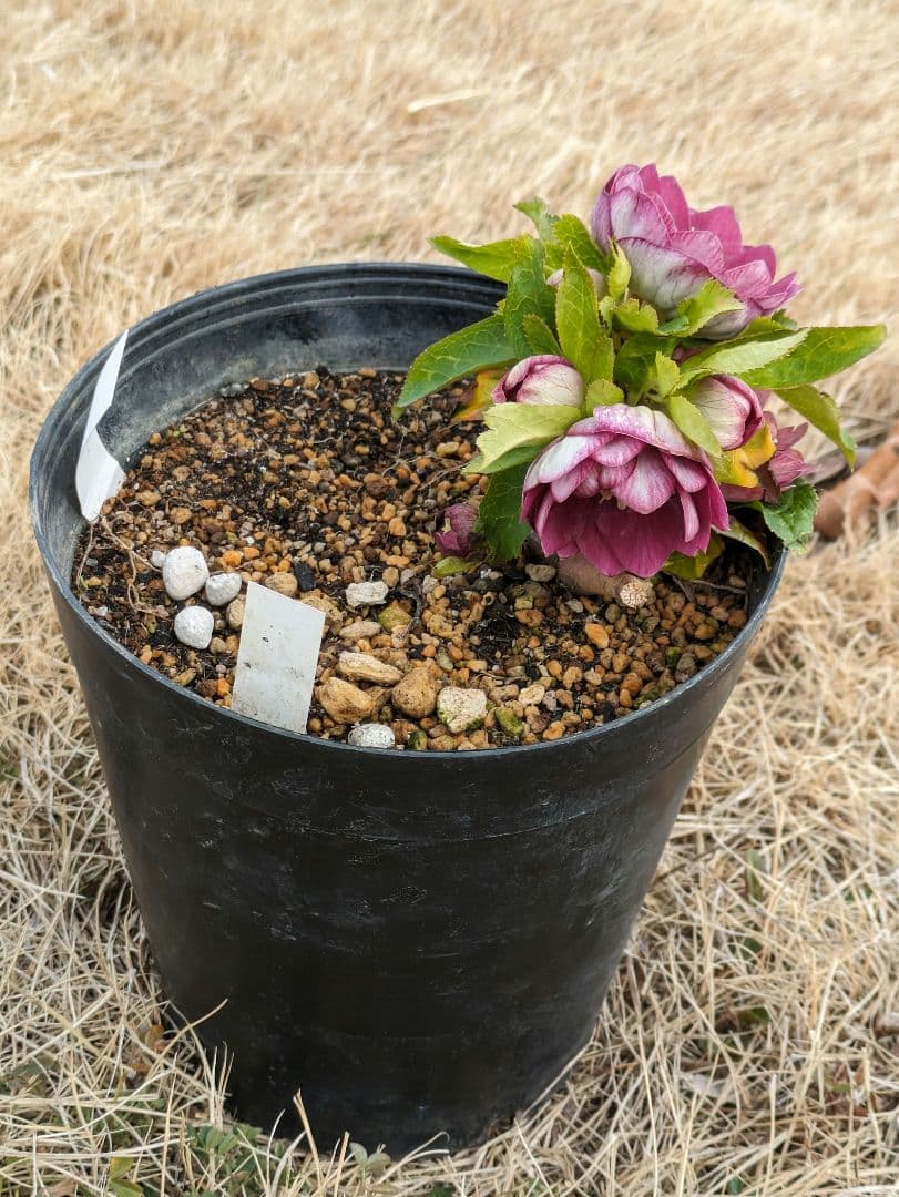 5631 ddゴールドぼかしフラッシュクリスマスローズ開花加藤農園