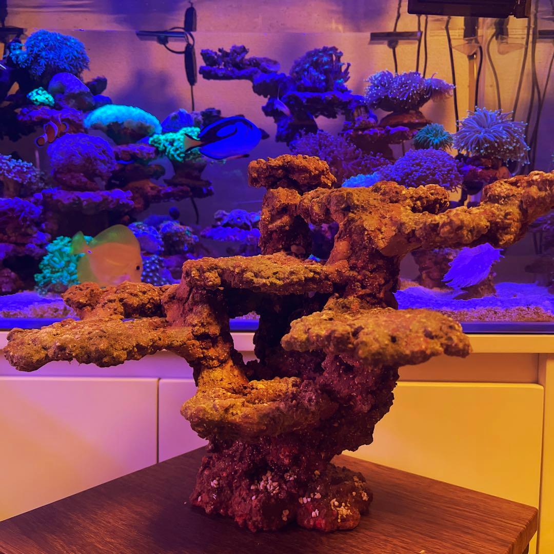 ライブロック JSコーラルロック JSコーラルロック] 平ブロック Sサイズ