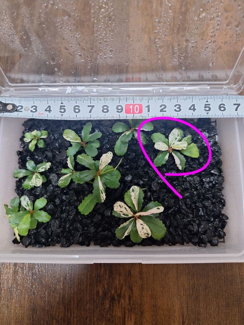 Bucephalandra sp. Variegata Hn:福袋CAKUMI sp ^^ *^^*