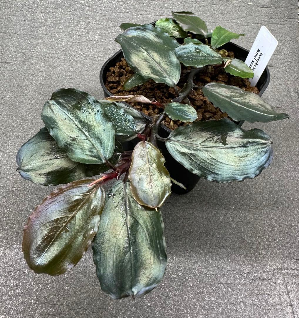 bucephalandra royal round metallic