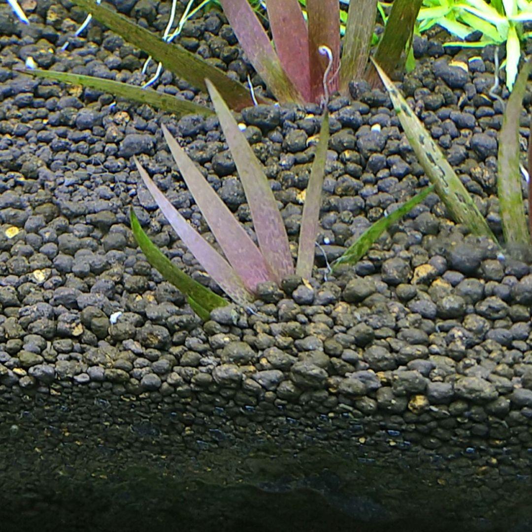 特価xyris sp red水中葉子株1株水草ADA水槽