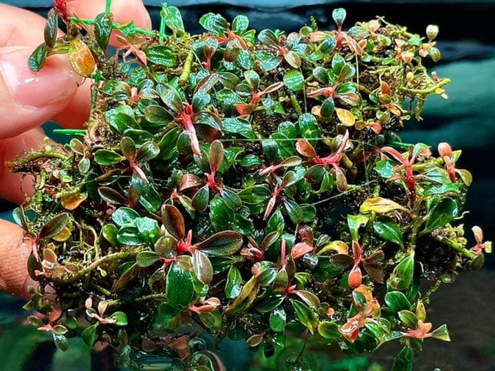 水草 ブセファランドラ sp スーパー ミニ ファントム 特大群生