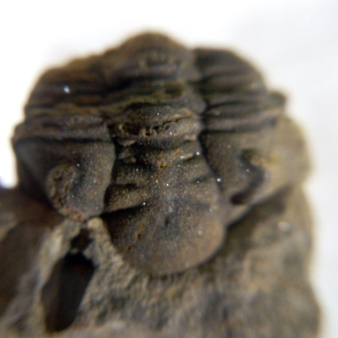 三葉虫 化石 三葉虫化石 究極のレトロ fossil ボリビア産 化石管理番号⑭