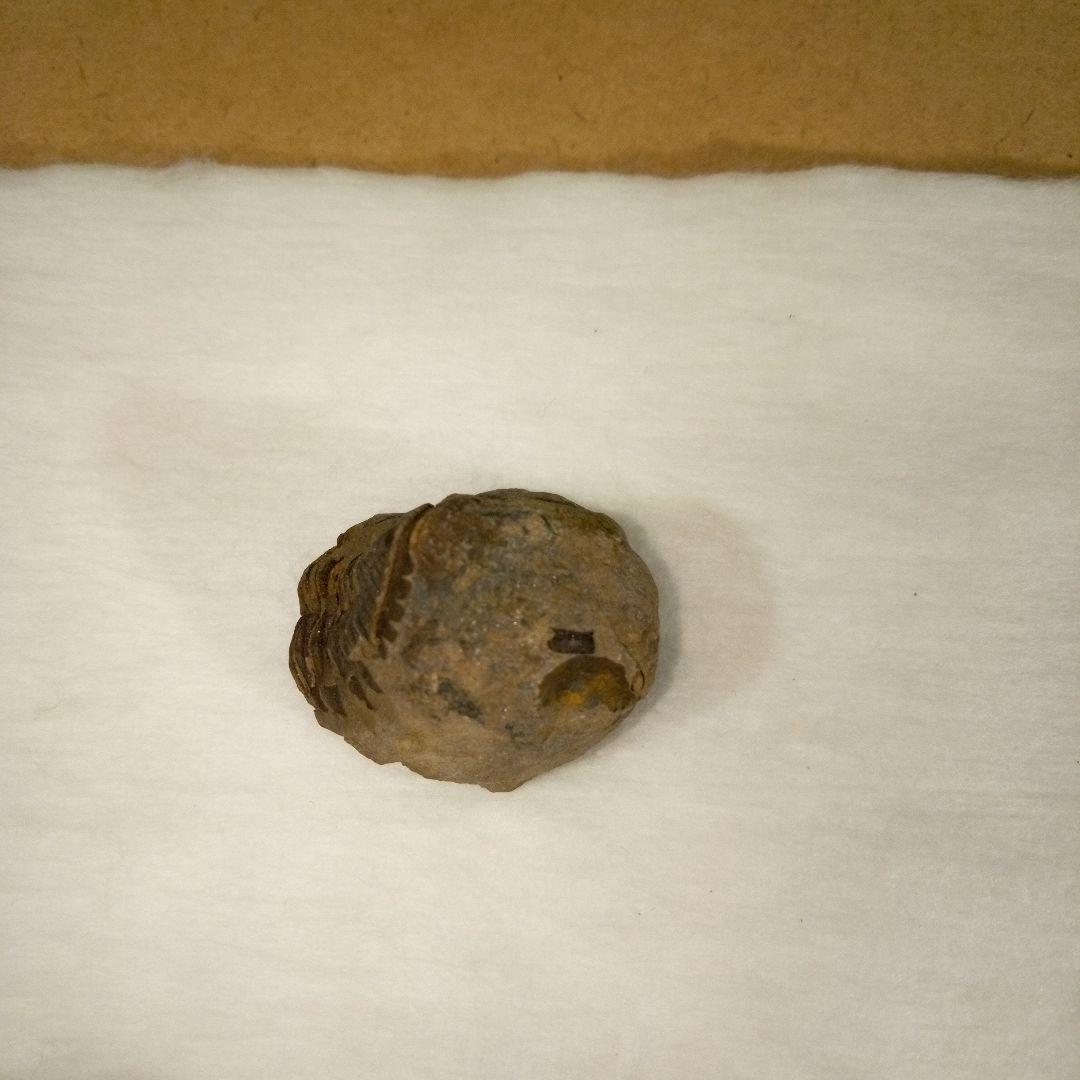 三葉虫 化石 三葉虫化石 究極のレトロ fossil ボリビア産 化石管理番号⑭