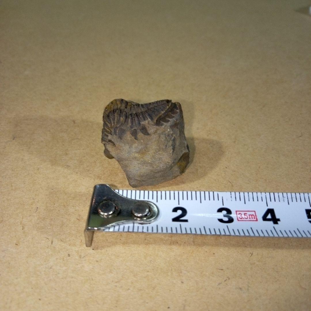 三葉虫 化石 三葉虫化石 究極のレトロ fossil ボリビア産 化石管理番号⑭