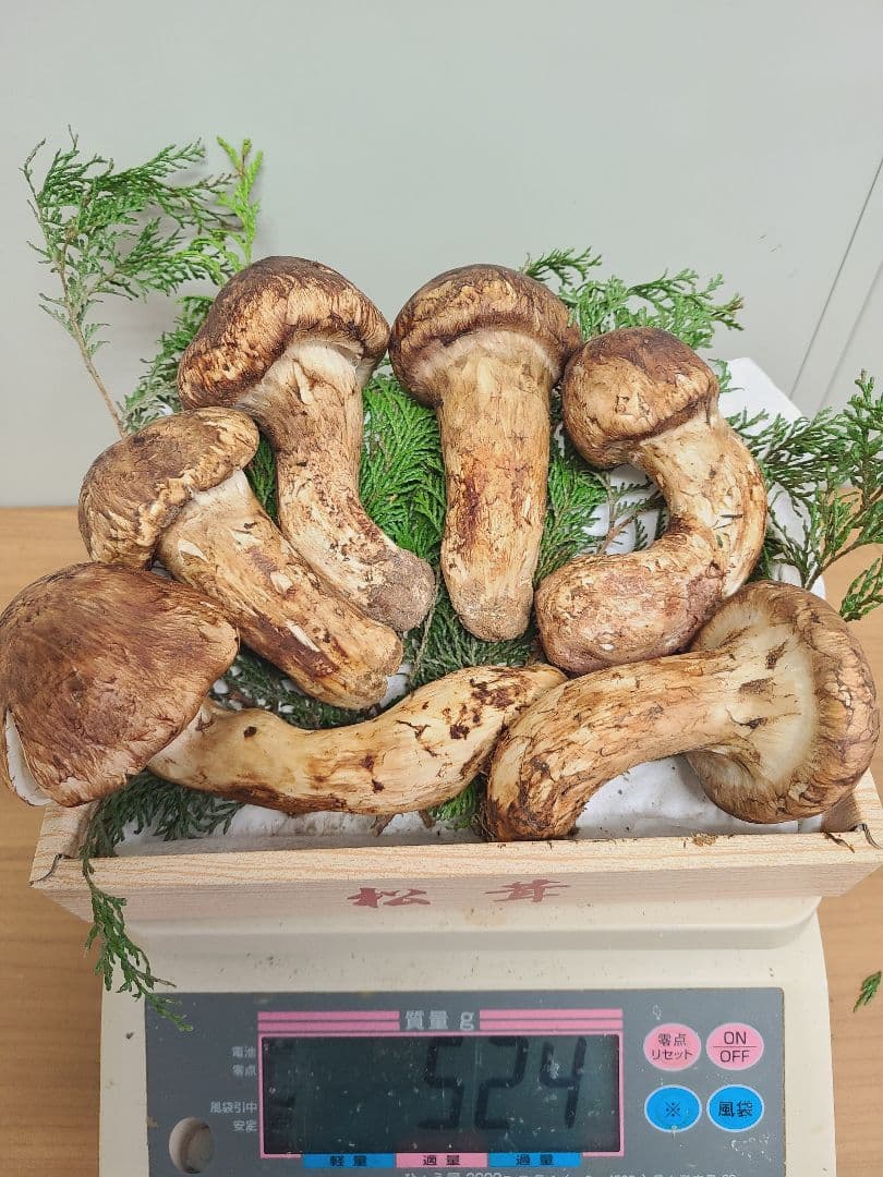 最終出品 岡山産 上品【天然 特大つぼみ 松茸 割引 約520g前後】 2本 楽天