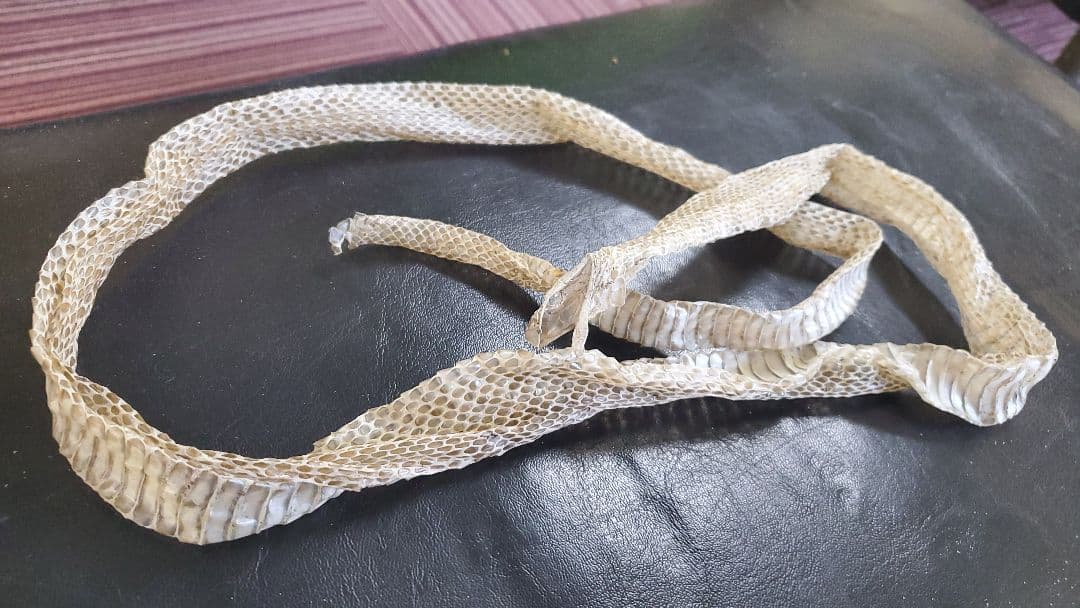 蛇の抜け殻(アオダイショウ)